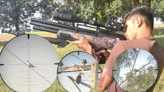 Dove hunting with Air rifle in wildNova vista behemoth ps r3Mz bird hunting [upl. by Arbas]