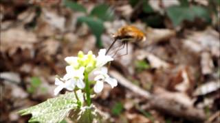 Wollschweber Bombylius major Pfalz Germany video by Ingrid Röhrl [upl. by Hcnarb118]