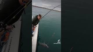 Catching a shark on the boat fortnightfishing [upl. by Aicineohp397]