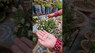 Antirrhinum Majus Snapdragon Flower Season Is Coming to an End shorts ytshorts gardening [upl. by Nilesoy]