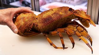 Japanese Street Food  RED SLIPPER LOBSTER AND GROUPER FISH Okinawa Seafood Japan [upl. by Armat]