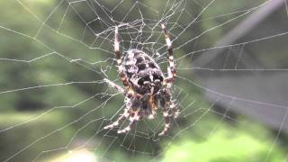 Kreuzspinne Araneus diadematus [upl. by Karab367]