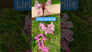 Lirios amarilis en floración y cómo cuidarlos flores plantas lírio [upl. by Maddis]