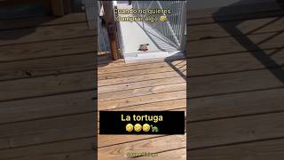 Tortuga Escapando de un Vendedor 🐢🤣 Final inesperado 🤣🤣🏃‍♂️ [upl. by Vargas381]