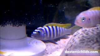 Jalo Reef Afra Cichlid Male and Several Females Red Top Zebra [upl. by Morena106]