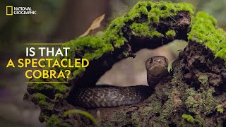 A Dangerous Cobra Dive  Snakes In The City  National Geographic WILD UK [upl. by Yoshiko]