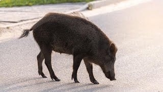 Animali selvatici in città chi chiamare [upl. by Nedloh]