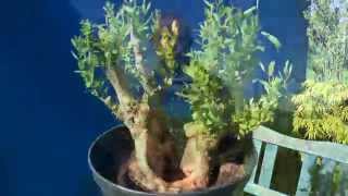 Bonsai Maple Bergahorn Weide Informationen und andere Bonsai [upl. by Logan]