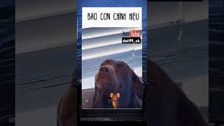 Ăn rồi báo😅 memes [upl. by Anawt]