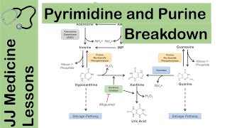 Purine and Pyrimidine Catabolism Pathway  Nucleotide Breakdown  Biochemistry Lesson [upl. by Akiria249]