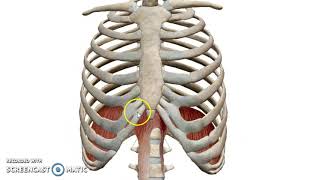 The Diaphragm 3D  Dr Ahmed Farid [upl. by Nannarb469]