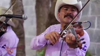 Los Compadres de la Sierra Huapango y polkas en vivo [upl. by Anitsua]