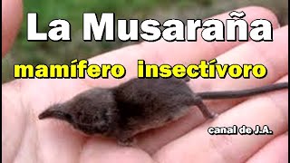 La Musaraña es un mamífero que pertenece al orden de los insectívoros [upl. by Clough]