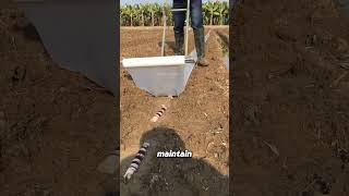 Grow Sugarcane from Leftovers in Your Garden [upl. by Mancino]