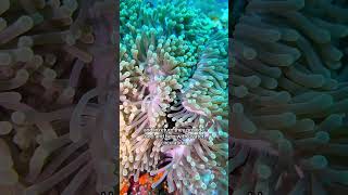 Finding Nemo got it all wrong  Clown Anemonefish facts I bet you didnt know [upl. by Atikir460]