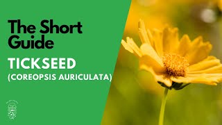 The Short Guide to the Tickseed Plant Coreopsis Auriculata Nana [upl. by Olga12]