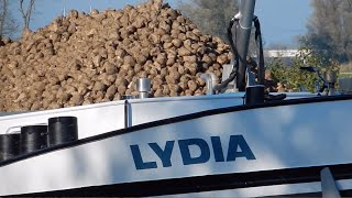 🥔 1e Beelden Van 100 Circulaire Suikerbieten Onderweg Met LYDIA Richting Hoogkerk  3092NL [upl. by Tdnerb]