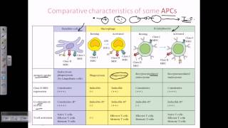 Antigen Processing and Presentation by Major Histocompatibility Complexes [upl. by Yeslek]