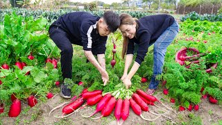 Harvesting RED RADISH  New mustard variety was successfully bred Goes to the market sell [upl. by Wendell]