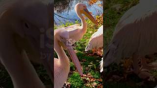 Pelicans Will Eat Anything  swan birdspecies animals animalplatoon wildlife pelicans [upl. by Eladnwahs]