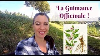 ❀Plante Médicinale1 La Guimauve Officinale pour la Toux Sèche [upl. by Randell]