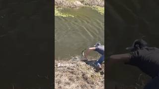 Catching fish bare handed fishing bare hand getoutside florida getlost [upl. by Eiramanel]