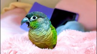 Conure talking 🥰 talkingparrot conure peekaboo greencheekconure talking kissing mommy viral [upl. by Alleen991]