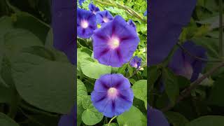 Ipomoea purpurea flower plant [upl. by Hospers]