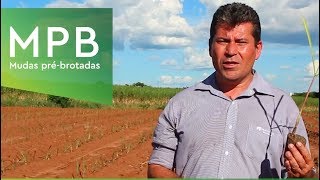 MPB mudas prébrotadas  Ourofino Agrociência [upl. by Roby978]