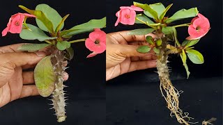 Grow Crown of ThornsEuphorbia Milii From Cuttings Fast N Easy [upl. by Kelvin]