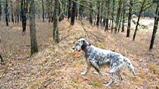 quail hunting in greenwood state forest nj 004 [upl. by Audie]