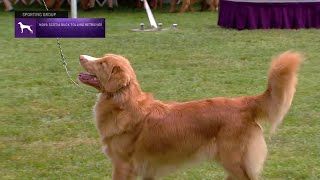 Retrievers Nova Scotia Duck Tolling  Breed Judging 2021 [upl. by Leagiba]