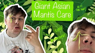 Giant Asian Mantis Care  Mystique waves hello Is it the best insect of 2024 [upl. by Lemaj]