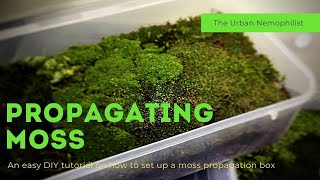 How to setup a moss propagation box  How to grow moss [upl. by Lezley]