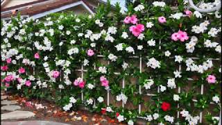 Wall of Mandevilla Vine [upl. by Anetsirk216]