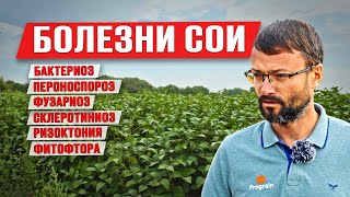 Болезни сои  Содержание протеина в сое  Ошибки в защите сои  Возделывание сои [upl. by Noreht]