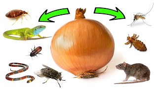 How To Use ONIONS To Get Rid of Pests  Rats Flies Lice Bugs Lizards Mosquitoes Cockroaches [upl. by Erund]