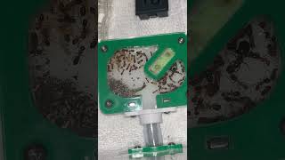 ￼Camponotus decipiens colony update 60 worker strong and growing fast ￼antkeeper ants [upl. by Estell]