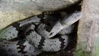 Banded Rock Rattlesnake [upl. by Hegyera794]