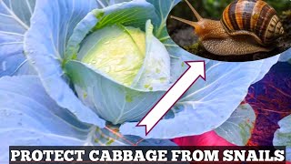 WAYS TO PROTECT YOUR CABBAGE FROM SLUGS AND SNAILS IN RAINY SEOSON IMADETHE HARDEST DECISION TODAY [upl. by Darwin]