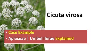 Cicuta virosa Explained  Case example  Apiaceae Umbelliferae Explained [upl. by Auqenaj]