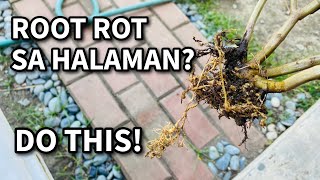 PAANO AYUSIN ANG ROOT ROT SA HALAMAN [upl. by Delanie]