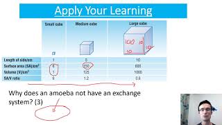 Mr Phillips A Level Biology 31 Exchange systems [upl. by Wadesworth]