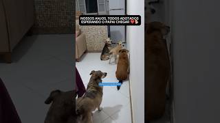 CACHORROS IDOSOS ADOTADOS APÓS ABANDONO FICAM N PORTA AGUARDANDO DONO cachorro resgate adote dog [upl. by Lleda]