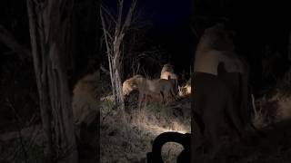 Leones en la noche Nkuhuma y Khanya lions shorts lions wildlife bigcats [upl. by Anivas]