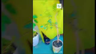 🇲🇷 Les jeunes plantes horticole agriculture entrepreneur afrique farming investissement [upl. by Nowad]