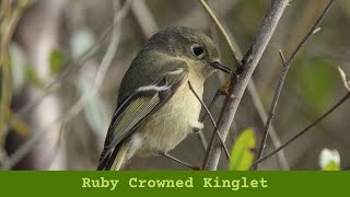 Ruby Crowned Kinglet [upl. by Belayneh]