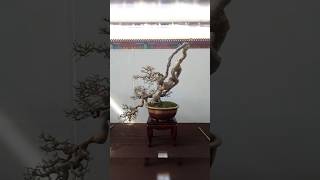 Top cây bonsai có dáng thế độc đáo caycanh bonsai [upl. by Tanaka]