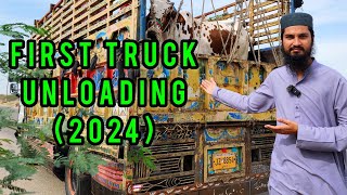 FIRST TRUCK UNLOADING at Northern Bypass GADAP Cow Mandi 2024 Cattle Market Karachi [upl. by Reppep778]