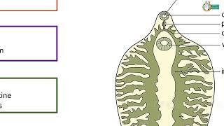 Fasciola hepatica Structure and Life cycle [upl. by Aihsekyw675]